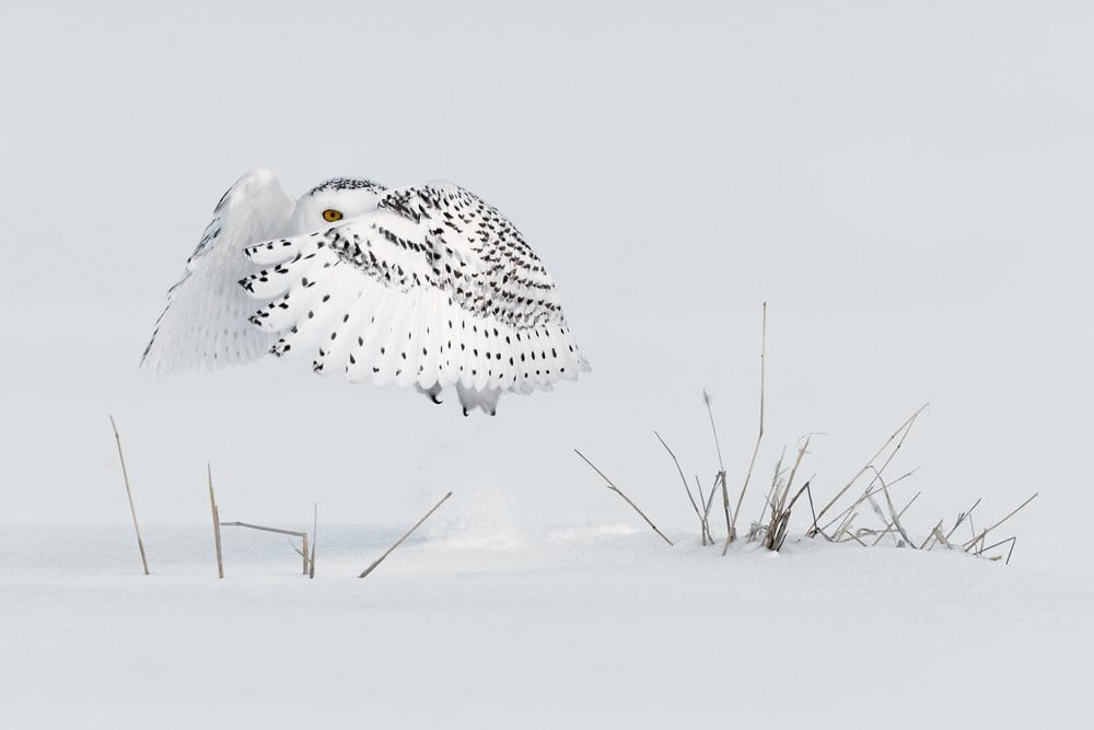   PHOTO CREDIT:  Milo Angelo Ramella LOCATION: Canada 